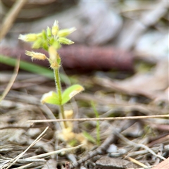 Cerastium glomeratum (Sticky Mouse-ear Chickweed) at O'Connor, ACT - 29 Oct 2025 by Hejor1