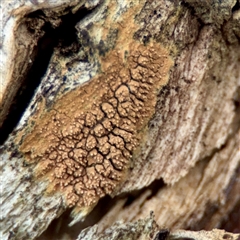 Xylodon australis at O'Connor, ACT - 29 Oct 2025 by Hejor1