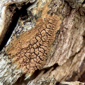 Xylodon australis at O'Connor, ACT - 29 Oct 2025 by Hejor1