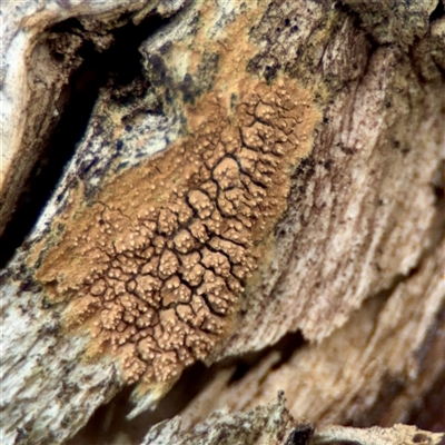 Xylodon australis at O'Connor, ACT - 29 Oct 2025 by Hejor1