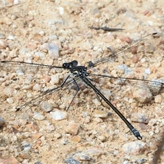 Austroargiolestes icteromelas (Common Flatwing) at Kambah, ACT - 30 Oct 2025 by JohnBundock