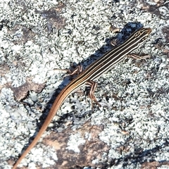 Ctenotus taeniolatus (Copper-tailed Skink) at Kambah, ACT - 30 Oct 2025 by JohnBundock