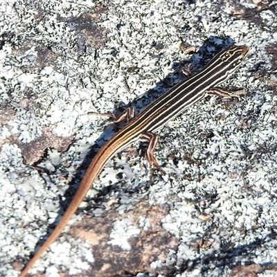 Ctenotus taeniolatus (Copper-tailed Skink) at Kambah, ACT - 30 Oct 2025 by JohnBundock