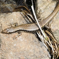 Eulamprus heatwolei (Yellow-bellied Water Skink) at Kambah, ACT - 30 Oct 2025 by JohnBundock
