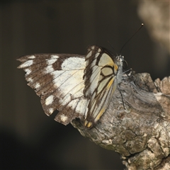 Belenois java (Caper White) at Downer, ACT - 30 Oct 2025 by RobertD