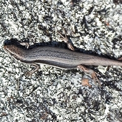 Morethia boulengeri (Boulenger's Skink) at Kambah, ACT - 30 Oct 2025 by JohnBundock