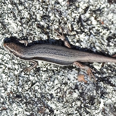 Morethia boulengeri (Boulenger's Skink) at Kambah, ACT - 30 Oct 2025 by JohnBundock