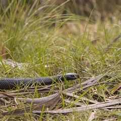 Pseudechis porphyriacus (Red-bellied Black Snake) at Paddys River, ACT - 27 Oct 2025 by PeteRav