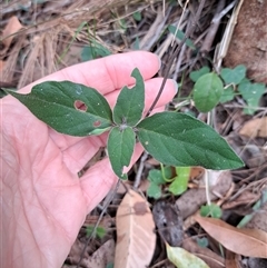 Pseuderanthemum variabile at Pappinbarra, NSW - 25 Oct 2025 by AngFrost