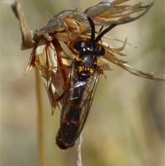 Unverified Wasp (Hymenoptera, Apocrita) at West Hobart, TAS - 30 Oct 2025 by VanessaC