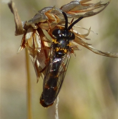 Unverified Wasp (Hymenoptera, Apocrita) at West Hobart, TAS - 30 Oct 2025 by VanessaC