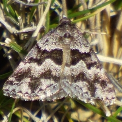 Dichromodes ainaria (A geometer or looper moth) at West Hobart, TAS - 30 Oct 2025 by VanessaC