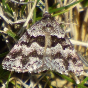 Dichromodes ainaria (A geometer or looper moth) at West Hobart, TAS - 30 Oct 2025 by VanessaC