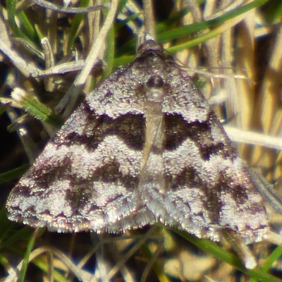 Dichromodes ainaria (A geometer or looper moth) at West Hobart, TAS - 30 Oct 2025 by VanessaC