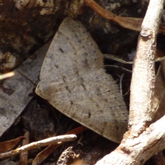 Taxeotis reserata (A Geometer moth) at West Hobart, TAS - 28 Oct 2025 by VanessaC