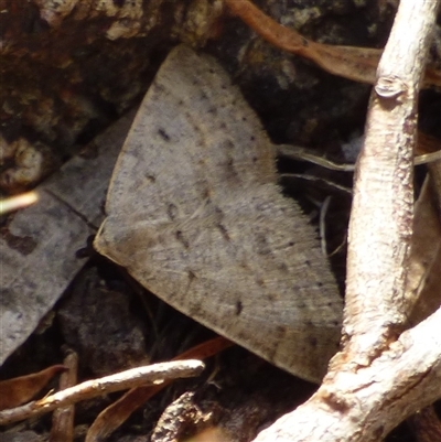 Taxeotis reserata (A Geometer moth) at West Hobart, TAS - 28 Oct 2025 by VanessaC