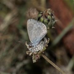 Zizina otis (Common Grass-Blue) at Higgins, ACT - 30 Oct 2025 by AlisonMilton