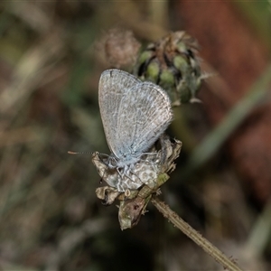 Zizina otis (Common Grass-Blue) at Higgins, ACT - 30 Oct 2025 by AlisonMilton