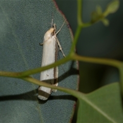 Philobota latifissella (A Concealer moth (Philobota group) at Higgins, ACT - 30 Oct 2025 by AlisonMilton