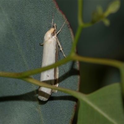 Philobota latifissella (A Concealer moth (Philobota group) at Higgins, ACT - 30 Oct 2025 by AlisonMilton