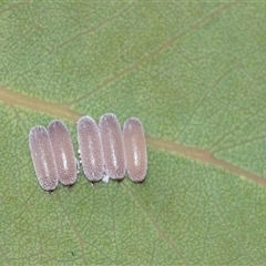 Paropsisterna decolorata (A Eucalyptus leaf beetle) at Higgins, ACT - 30 Oct 2025 by AlisonMilton