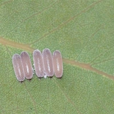 Paropsisterna decolorata (A Eucalyptus leaf beetle) at Higgins, ACT - 30 Oct 2025 by AlisonMilton