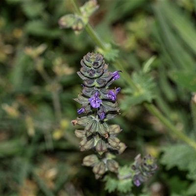 Salvia verbenaca var. verbenaca (Wild Sage) at Higgins, ACT - 30 Oct 2025 by AlisonMilton