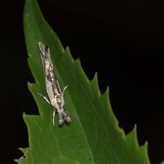 Thema macroscia (A Concealer moth (Chezala group) at Higgins, ACT - 30 Oct 2025 by AlisonMilton