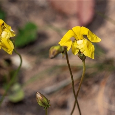 Goodenia pinnatifida (Scrambled Eggs) at Higgins, ACT - 30 Oct 2025 by AlisonMilton