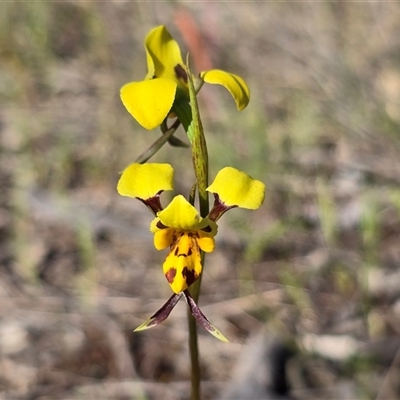 Diuris sulphurea (Tiger Orchid) at Fadden, ACT - 30 Oct 2025 by Mike