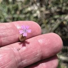 Petrorhagia nanteuilii (Proliferous Pink, Childling Pink) at Mawson, ACT - 30 Oct 2025 by Mike
