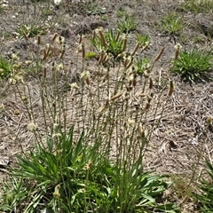 Plantago lanceolata (Ribwort Plantain, Lamb's Tongues) at Mawson, ACT - 30 Oct 2025 by Mike