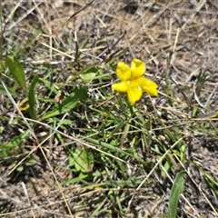 Goodenia pinnatifida (Scrambled Eggs) at Mawson, ACT - 30 Oct 2025 by Mike