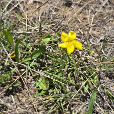 Goodenia pinnatifida (Scrambled Eggs) at Mawson, ACT - 30 Oct 2025 by Mike
