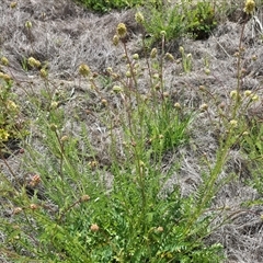 Sanguisorba minor (Salad Burnet, Sheep's Burnet) at Mawson, ACT - 30 Oct 2025 by Mike