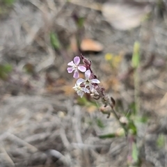 Silene gallica var. gallica (French Catchfly) at Mawson, ACT - 30 Oct 2025 by Mike