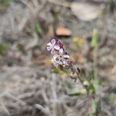 Silene gallica var. gallica (French Catchfly) at Mawson, ACT - 30 Oct 2025 by Mike