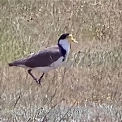 Vanellus miles (Masked Lapwing) at Mawson, ACT - 30 Oct 2025 by Mike