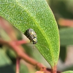 Chrysomelidae sp. (family) (Unidentified Leaf Beetle) at Mawson, ACT - 30 Oct 2025 by Mike