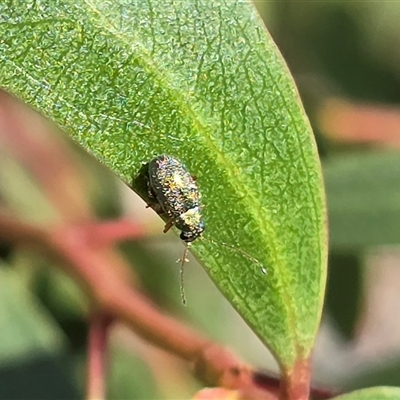 Chrysomelidae sp. (family) (Unidentified Leaf Beetle) at Mawson, ACT - 30 Oct 2025 by Mike