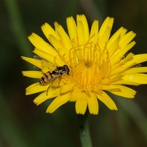 Simosyrphus grandicornis (Common hover fly) at Higgins, ACT - 30 Oct 2025 by AlisonMilton