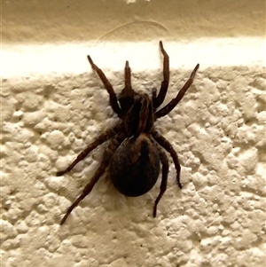 Unverified Spider at Rosny Park, TAS - 16 Oct 2025 by VanessaC