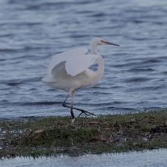 Ardea alba at American River, SA - 16 Sep 2025 by AlisonMilton