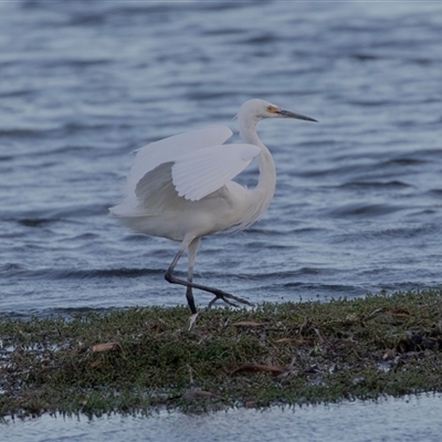 Ardea alba at American River, SA - 16 Sep 2025 by AlisonMilton