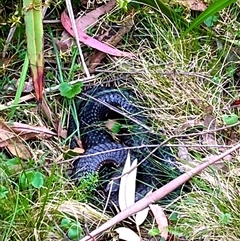 Austrelaps ramsayi (Highlands Copperhead) at Kindervale, NSW - 25 Oct 2025 by JessBelle