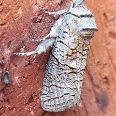 Culama suffusca (Culama suffusca) at Geilston Bay, TAS - 3 Aug 2025 by VanessaC