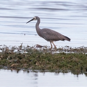 Egretta novaehollandiae at American River, SA - 16 Sep 2025 by AlisonMilton