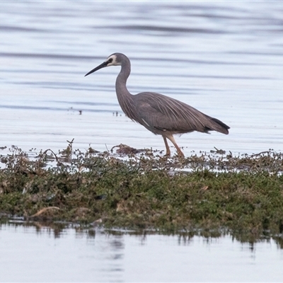 Egretta novaehollandiae at American River, SA - 16 Sep 2025 by AlisonMilton