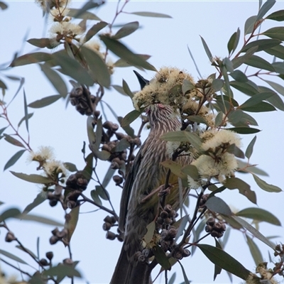Anthochaera carunculata at American River, SA - 16 Sep 2025 by AlisonMilton