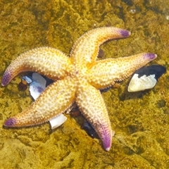 Unverified Sea Star at Lindisfarne, TAS - 1 Aug 2025 by VanessaC